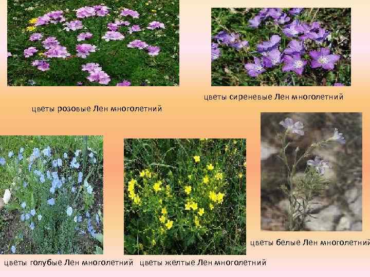 цветы сиреневые Лен многолетний цветы розовые Лен многолетний цветы белые Лен многолетний цветы голубые