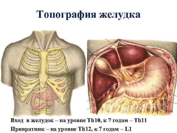 Топография желудка Вход в желудок – на уровне Th 10, к 7 годам –