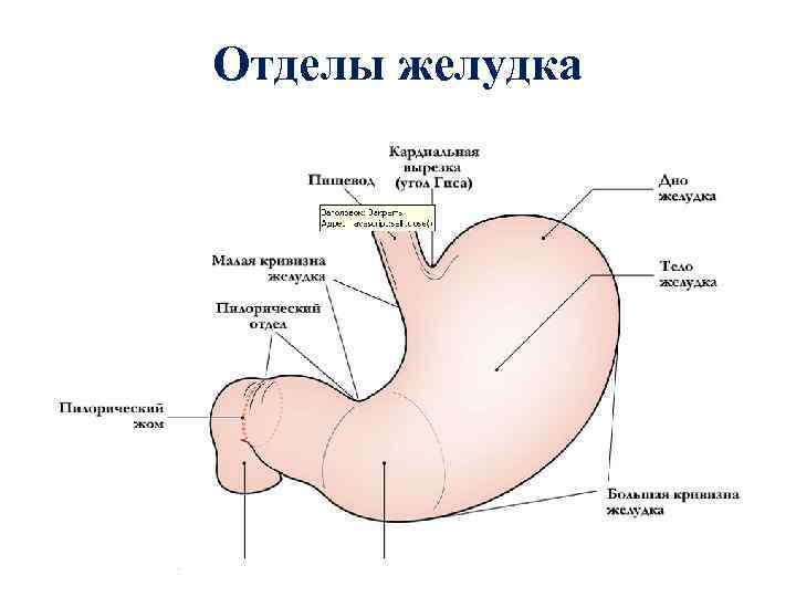 Отделы желудка 