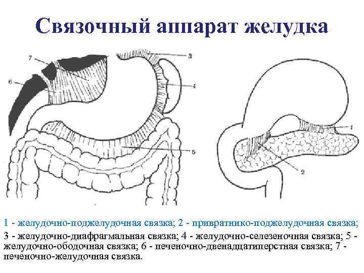 Связочный аппарат желудка 1 - желудочно-поджелудочная связка; 2 - привратнико-поджелудочная связка; 3 - желудочно-диафрагмальная