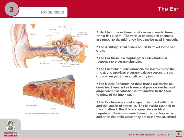 3 NOISE RISKS The Ear § The Outer Ear or Pinna works as an