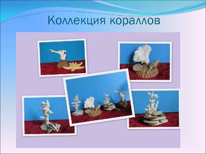 Коллекция кораллов 