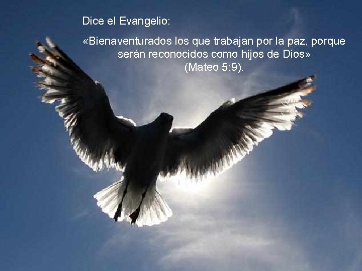 Dice el Evangelio: «Bienaventurados los que trabajan por la paz, porque serán reconocidos como