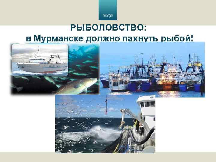 РЫБОЛОВСТВО: в Мурманске должно пахнуть рыбой! 