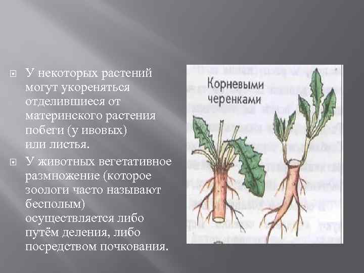 Вегетативное размножение растений примеры таблица. Вегетативное размножение животных. Материнское растение.