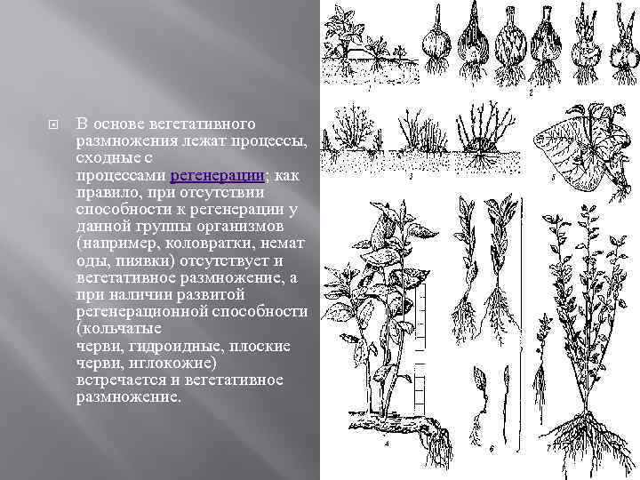  В основе вегетативного размножения лежат процессы, сходные с процессами регенерации; как правило, при