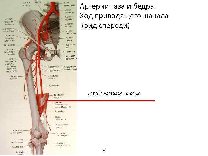 Cual es la arteria principal del cuerpo humano