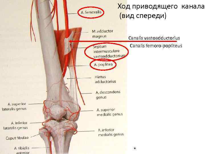 Ход приводящего канала (вид спереди) Canalis vastoadductorius Canalis femoro-popliteus * 