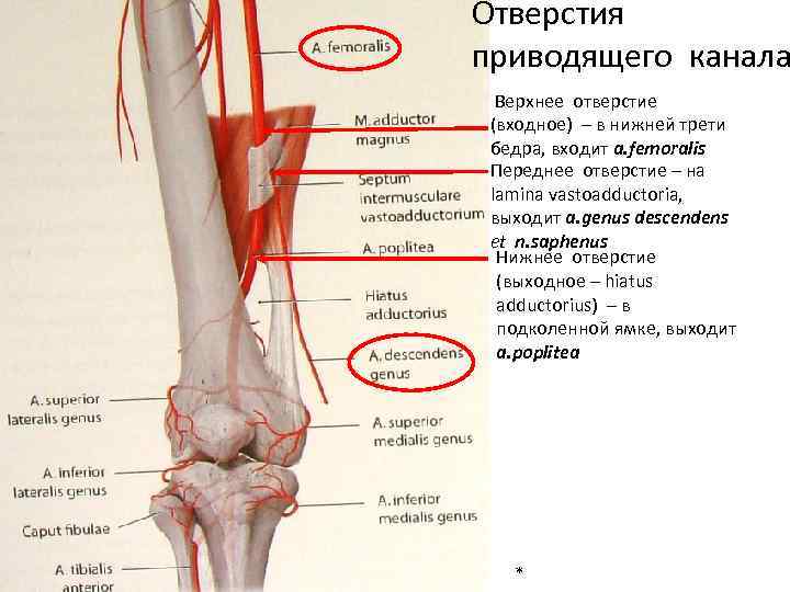 Отверстия приводящего канала Верхнее отверстие (входное) – в нижней трети бедра, входит а. femoralis