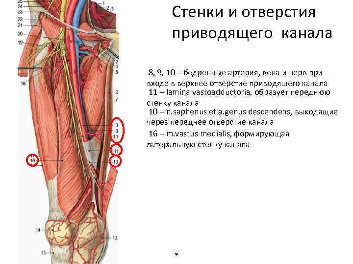 Стенки и отверстия приводящего канала 8, 9, 10 – бедренные артерия, вена и нерв