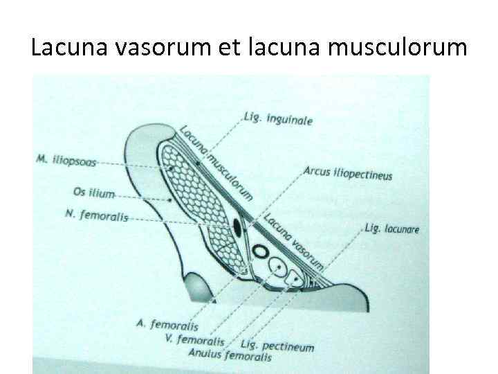 Lacuna vasorum et lacuna musculorum 