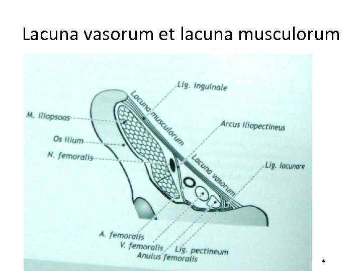 Lacuna vasorum et lacuna musculorum * 