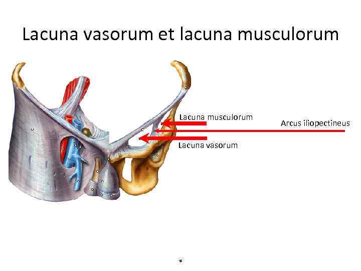 Lacuna vasorum et lacuna musculorum Lacuna vasorum * Arcus iliopectineus 