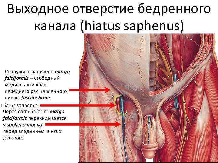 Выходное отверстие бедренного канала (hiatus saphenus) Снаружи ограничено margo falciformis – свободный медиальный край