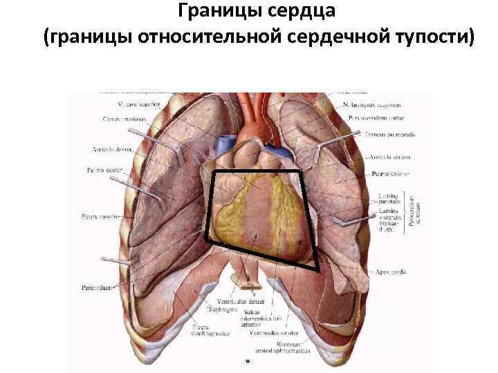 Границы сердца фото