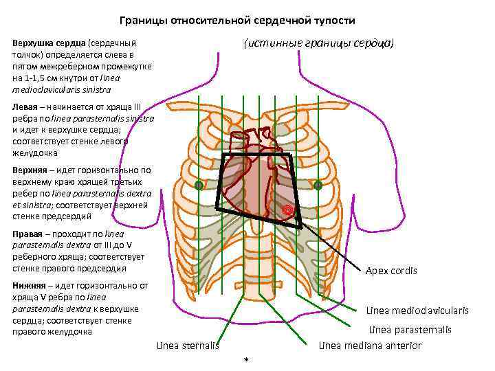 Топография сердца схема