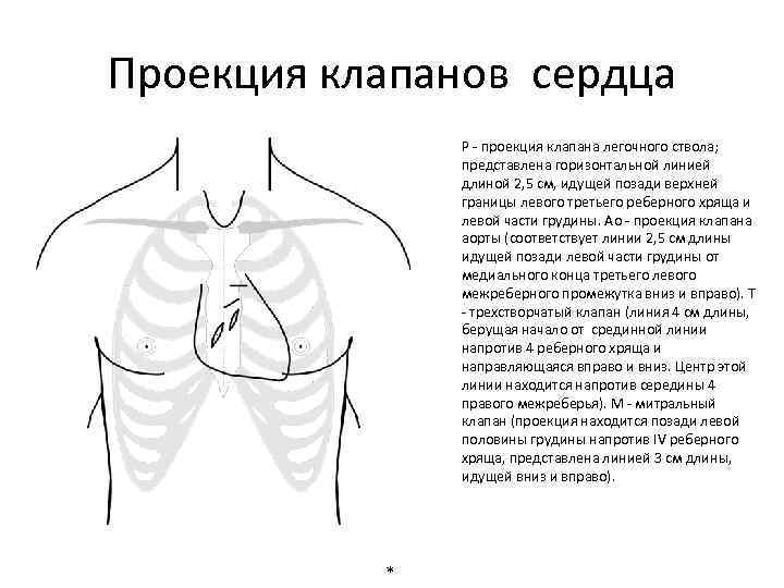 Проекция клапанов. Голотопия и синтопия сердца. Проекция клапана легочного ствола. Проекция клапана аорты. Проекция митрального клапана на грудную клетку.