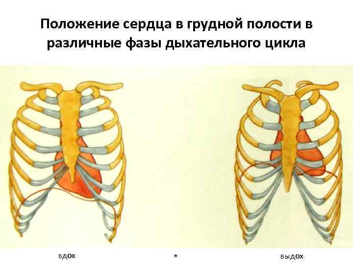 Положение сердца в теле. Расположение сердца в грудной клетке. Сердце положение сердца. Формы расположения сердца.