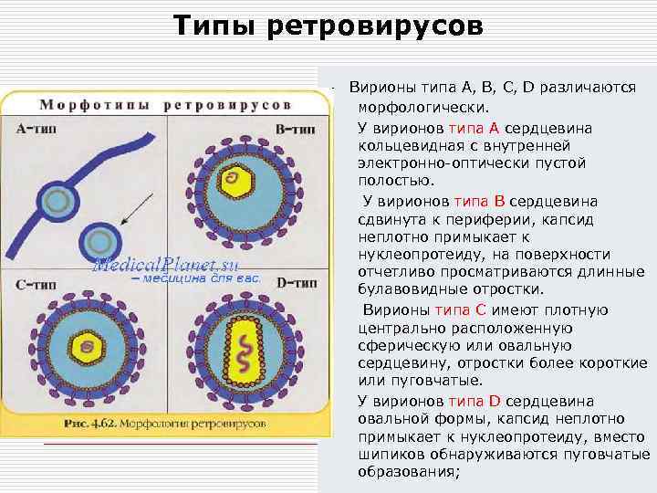 Каким номером на рисунке обозначена вирусная днк если на схеме изображен цикл ретровируса