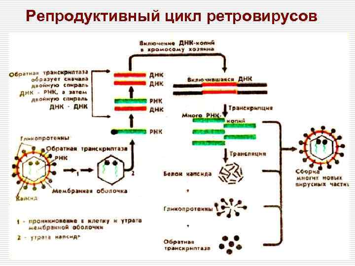 Каким номером на рисунке обозначена вирусная днк если на схеме изображен цикл ретровируса