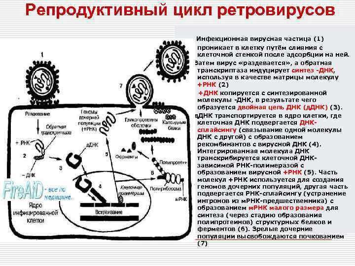 Репродуктивный цикл ретровирусов Инфекционная вирусная частица (1) проникает в клетку путём слияния с клеточной