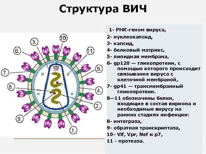 Структура ВИЧ 1 - РНК-геном вируса, 23456 - нуклеокапсид, белковый матрикс, липидная мембрана, gp