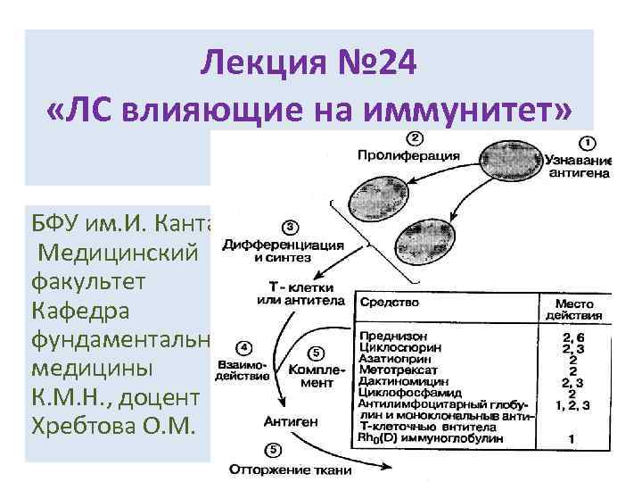 Лекция № 24 «ЛС влияющие на иммунитет» БФУ им. И. Канта Медицинский факультет Кафедра