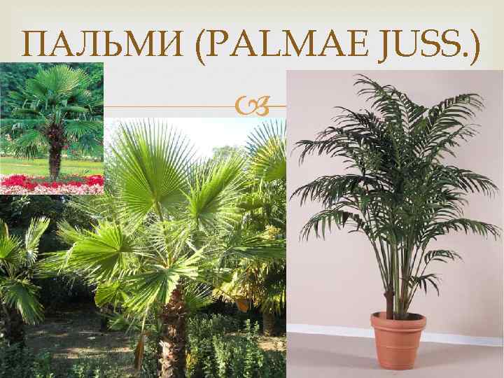 ПАЛЬМИ (PALMAE JUSS. ) 