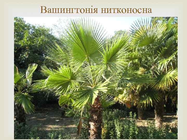 Вашингтонія нитконосна 