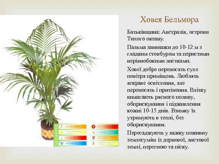 Ховея Бельмора Батьківщина: Австралія, острови Тихого океану. Пальма заввишки до 10 -12 м з