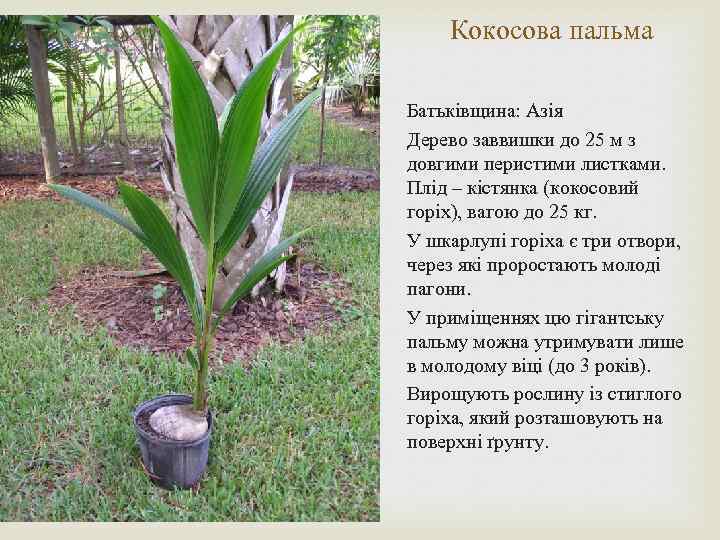 Кокосова пальма Батьківщина: Азія Дерево заввишки до 25 м з довгими перистими листками. Плід