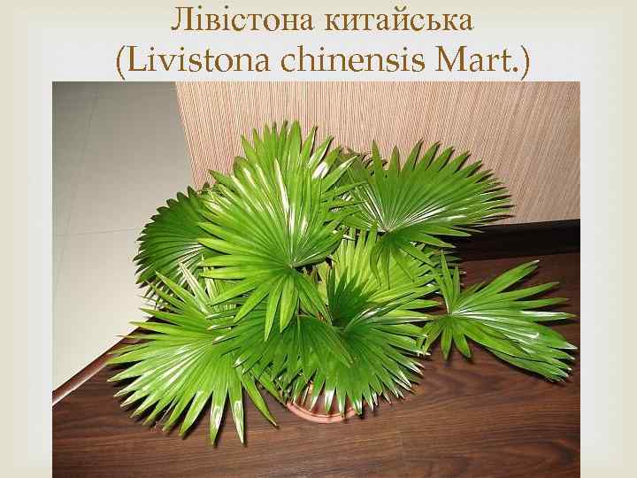 Лівістона китайська (Livistona chinensis Mart. ) 