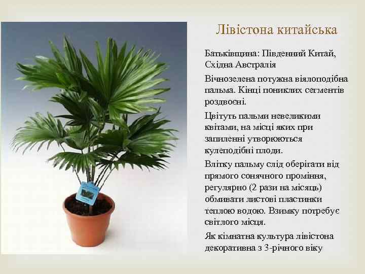Лівістона китайська Батьківщина: Південний Китай, Східна Австралія Вічнозелена потужна віялоподібна пальма. Кінці пониклих сегментів