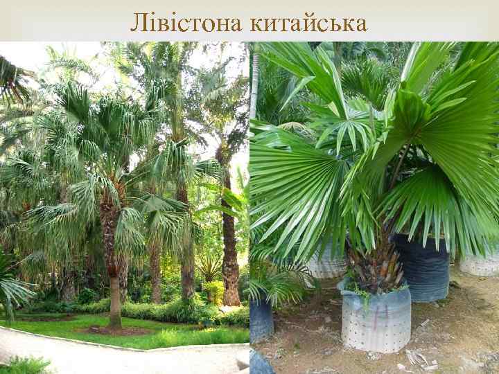 Лівістона китайська 