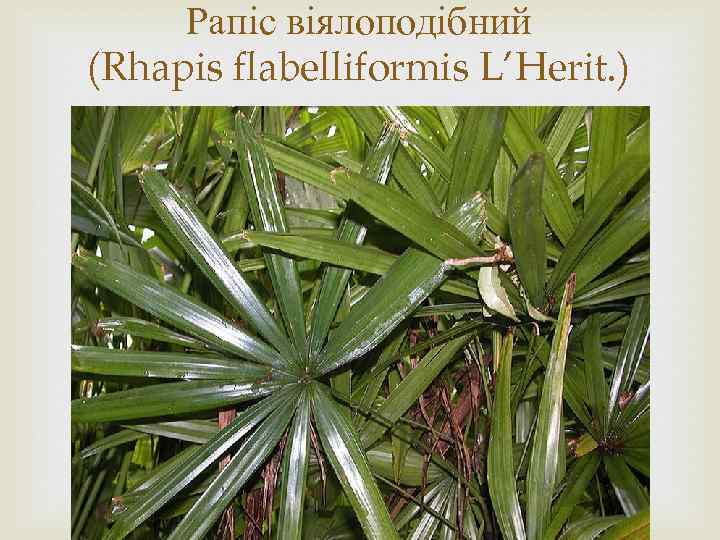 Рапіс віялоподібний (Rhapis flabelliformis L’Herit. ) 