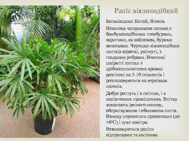 Рапіс віялоподібний Батьківщина: Китай, Японія. Невисока чагарникова пальма з бамбукоподібними стовбурами, вкритими, як войлоком,