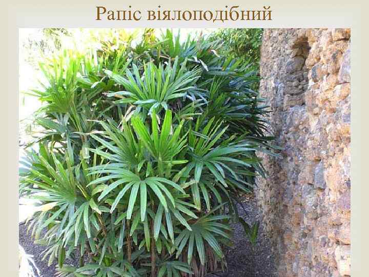 Рапіс віялоподібний 