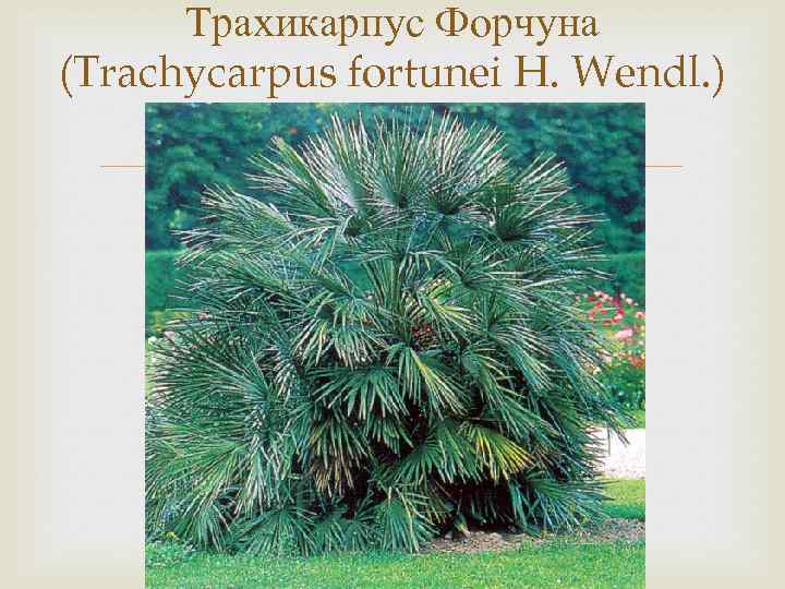 Трахикарпус Форчуна (Trachycarpus fortunei H. Wendl. ) 