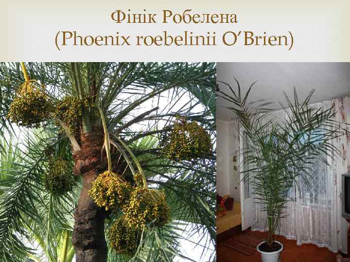 Фінік Робелена (Phoenix roebelinii O’Brien) 