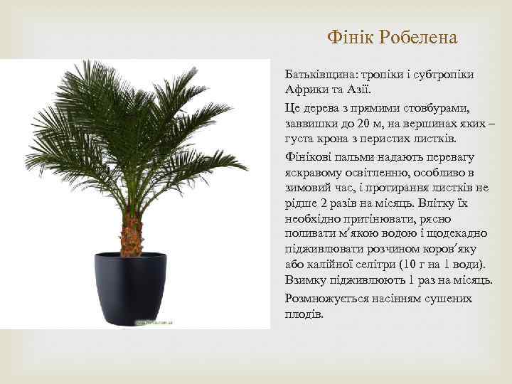 Фінік Робелена Батьківщина: тропіки і субтропіки Африки та Азії. Це дерева з прямими стовбурами,