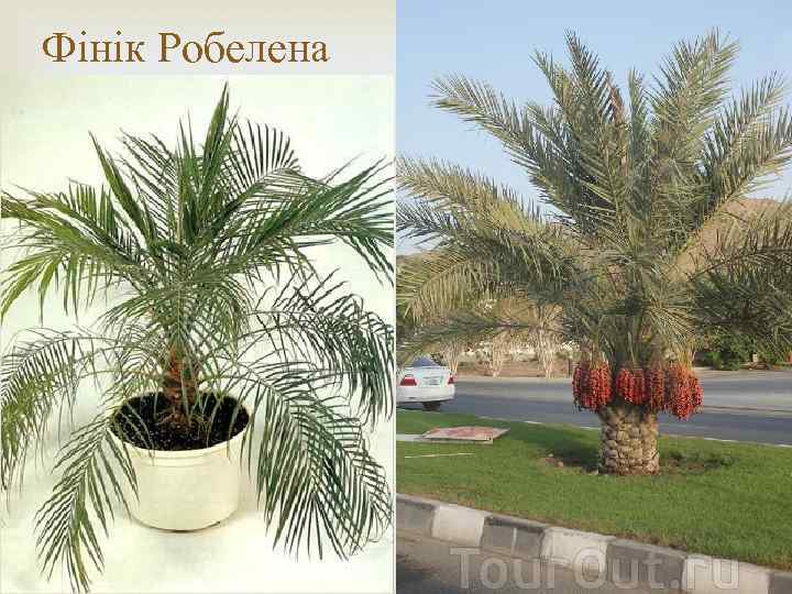 Фінік Робелена 