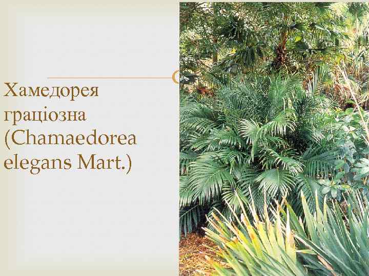 Хамедорея граціозна (Chamaedorea elegans Mart. ) 