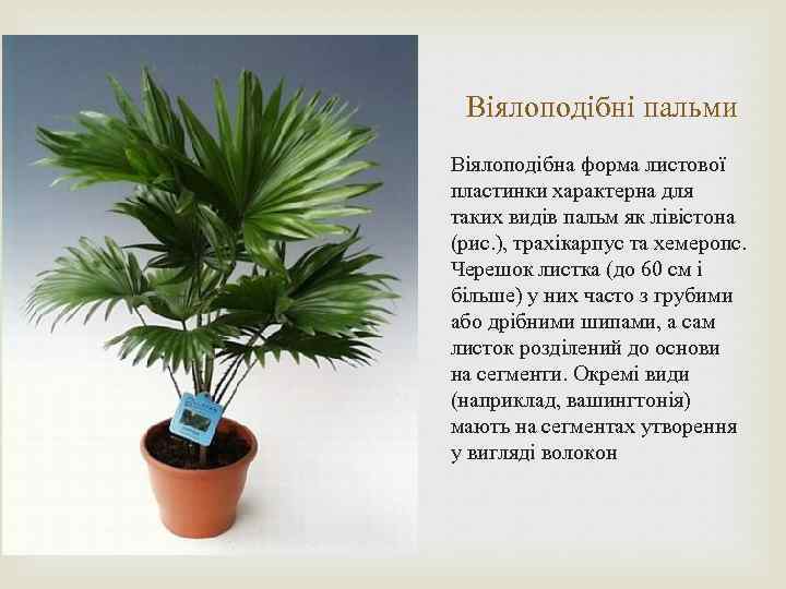 Віялоподібні пальми Віялоподібна форма листової пластинки характерна для таких видів пальм як лівістона (рис.