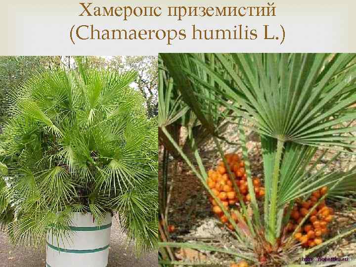 Хамеропс приземистий (Chamaerops humilis L. ) 