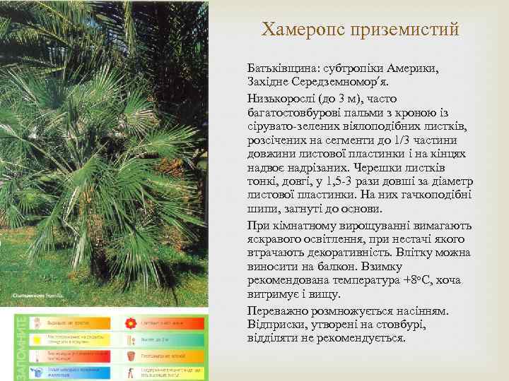 Хамеропс приземистий Батьківщина: субтропіки Америки, Західне Середземномор’я. Низькорослі (до 3 м), часто багатостовбурові пальми