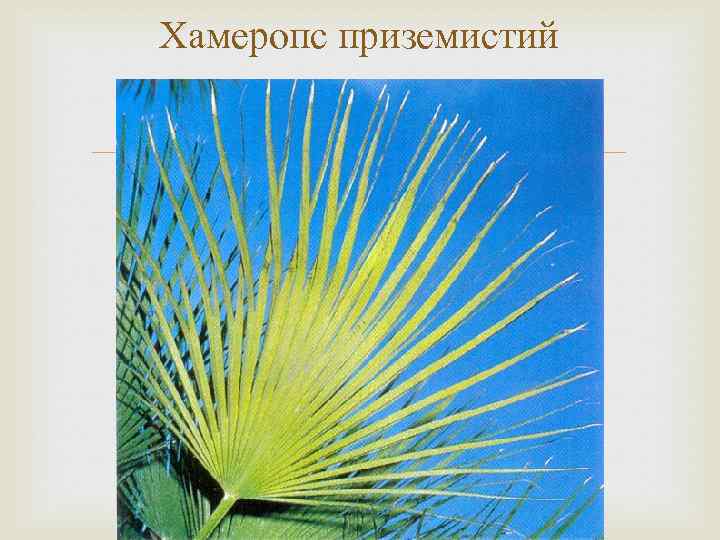 Хамеропс приземистий 