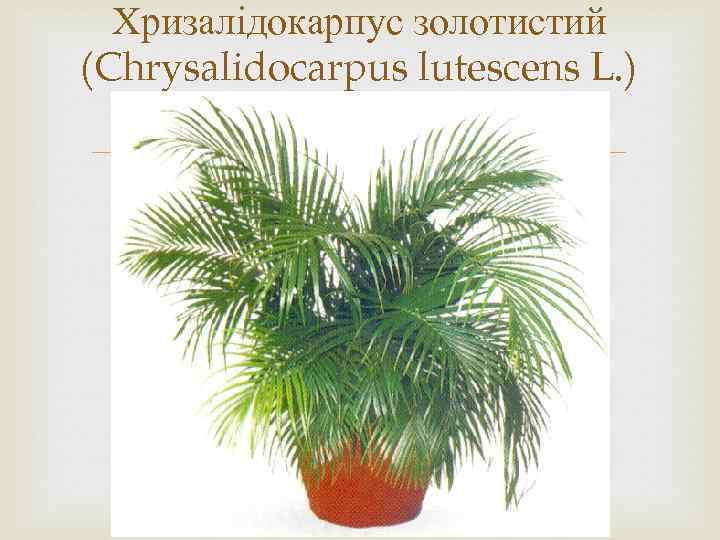 Хризалідокарпус золотистий (Chrysalidocarpus lutescens L. ) 