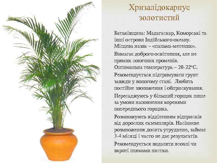 Хризалідокарпус золотистий Батьківщина: Мадагаскар, Коморські та інші острови Індійського океану. Місцева назва – «пальма-метелик»