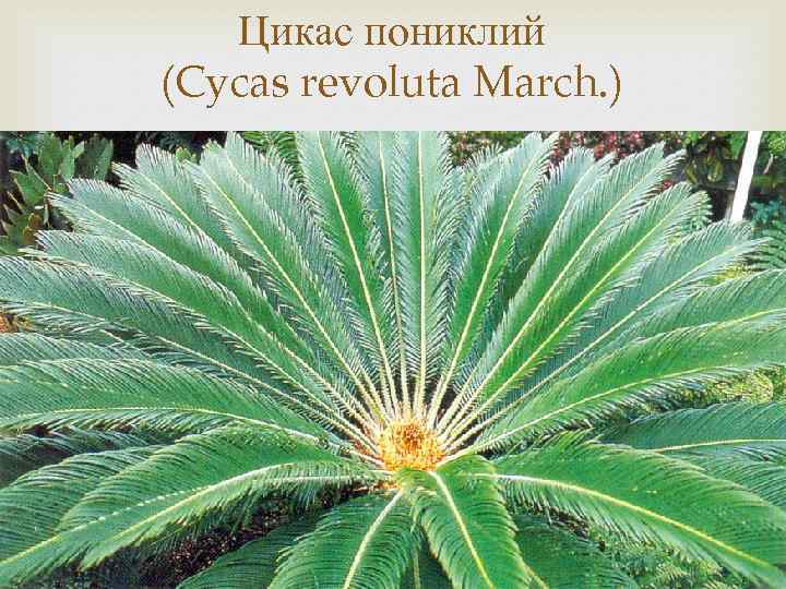 Цикас пониклий (Cycas revoluta March. ) 