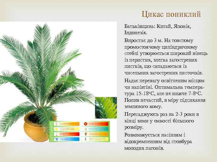 Цикас пониклий Батьківщина: Китай, Японія, Індонезія. Виростає до 3 м. На товстому промостоячому циліндричному